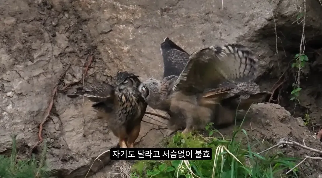 최근 수리부엉이가 먹이로 잡고 있다는 동물ㄷㄷ (9/12)