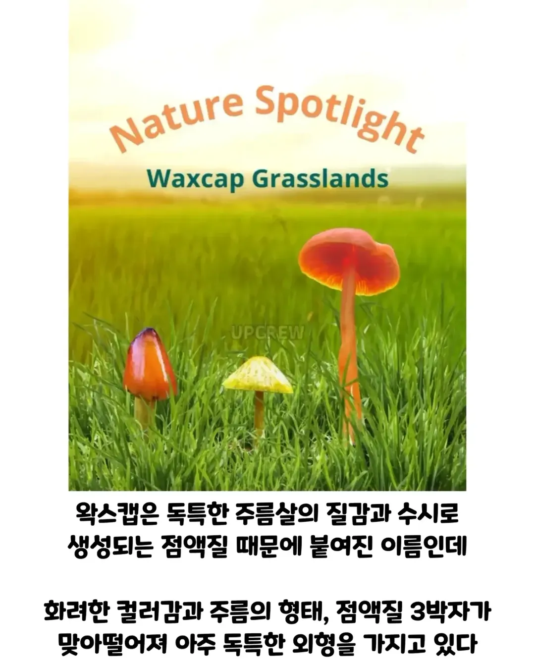 버섯갤러들이 환장하는 버섯.jpg (10/19)