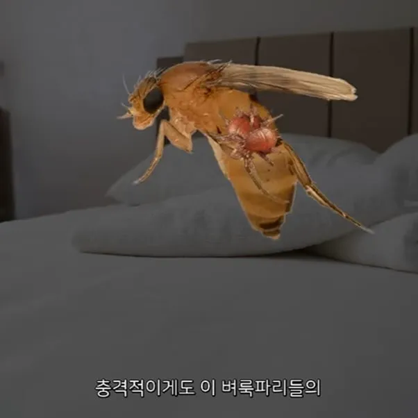 벼룩파리의 불편한 진실 (4/7)