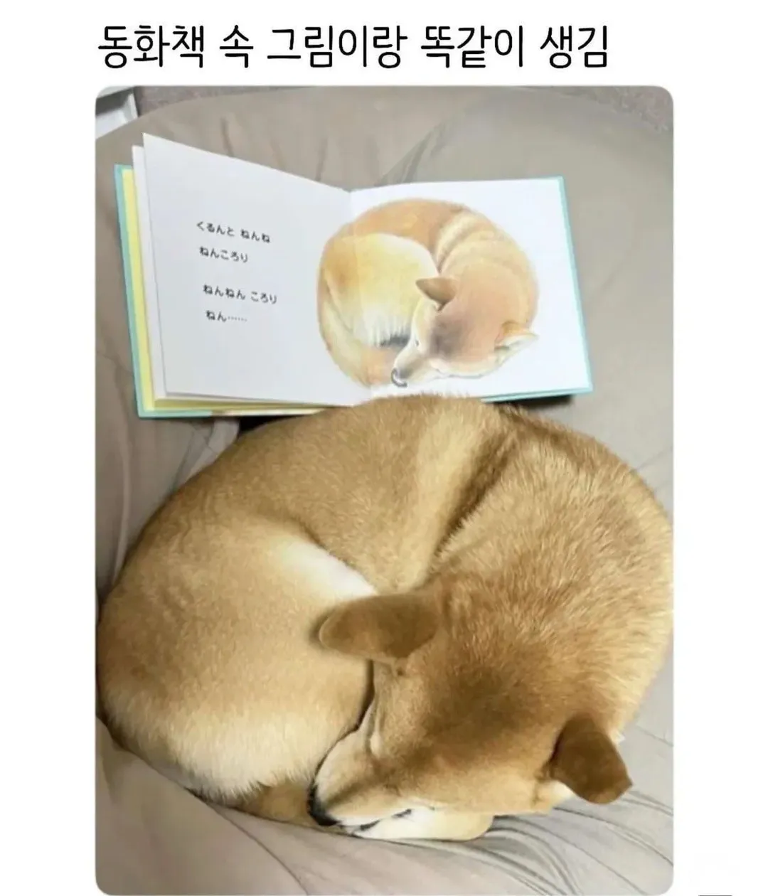 운전하는데 강아지가 인사해 줌 (8/20)