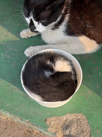 공장 고양이 아깽이 낳았는데 이거 봐...jpg (5/6)