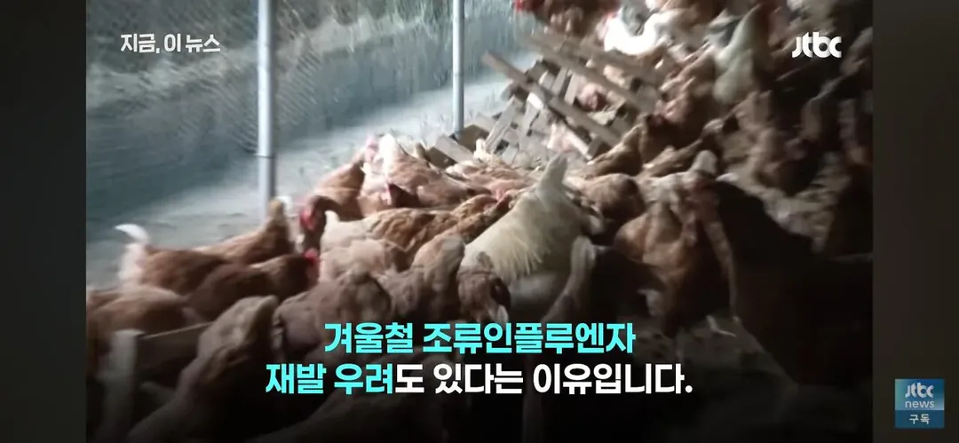 닭값 떨어지니 눈치보는 치킨업계.. (11/15)
