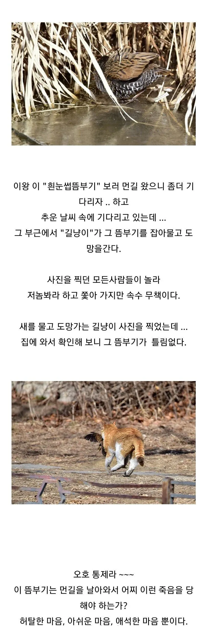 조류 동호회 회원들이 망연자실한 이유.jpg (2/2)
