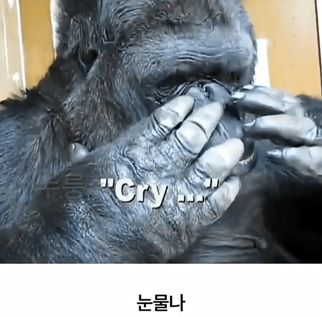 세계 최초로 수어를 이용해 인간과의 대화에 성공한 고릴라 (12/16)