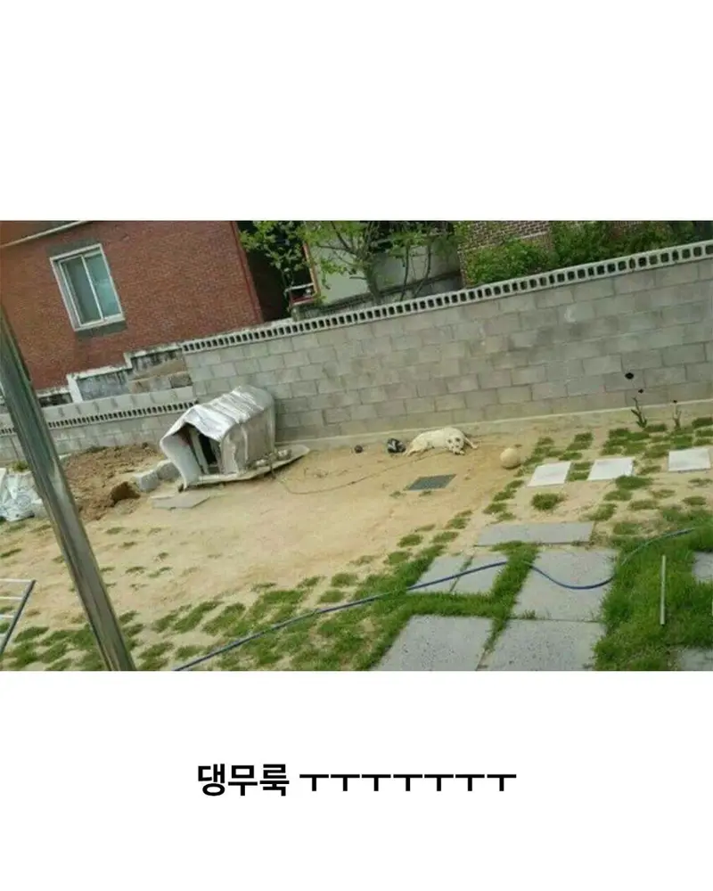 하수구만 쳐다보는 백구 (5/5)