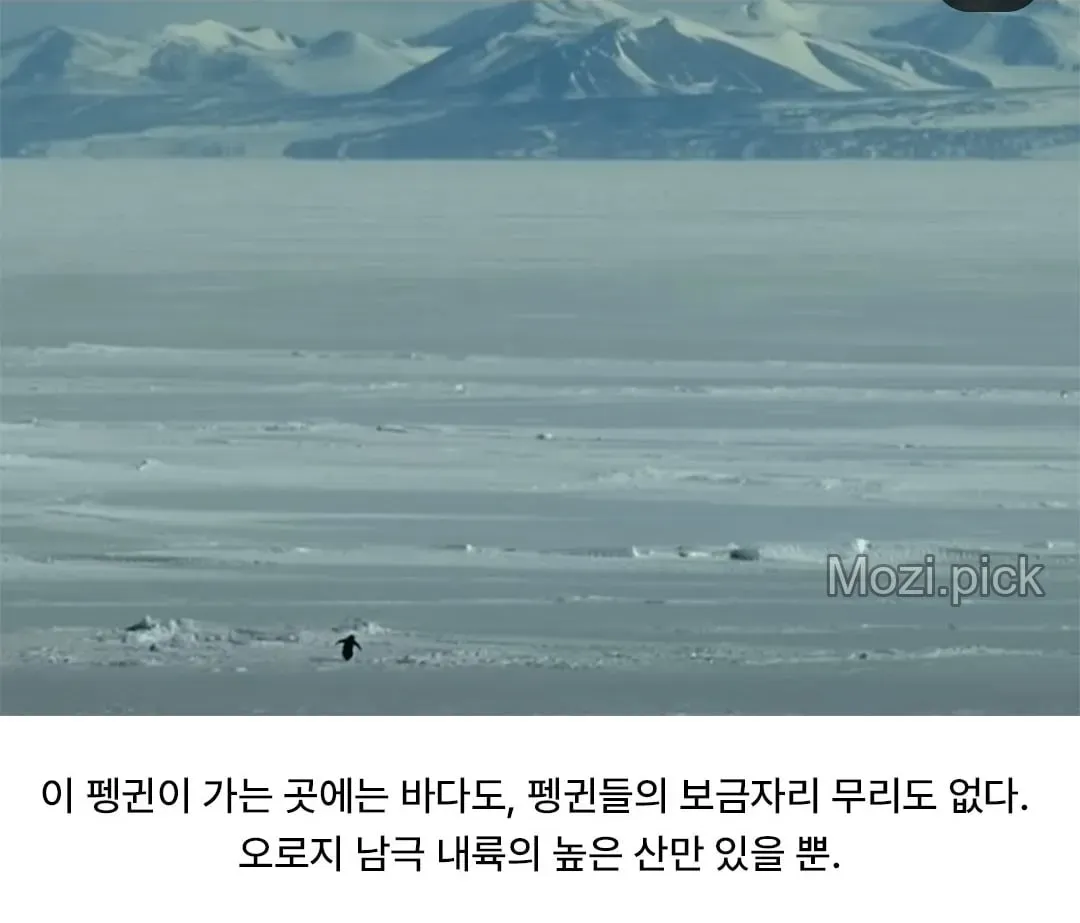 모든 펭귄이 바다로 갈 때, 혼자 산으로 가는 펭귄 (3/7)