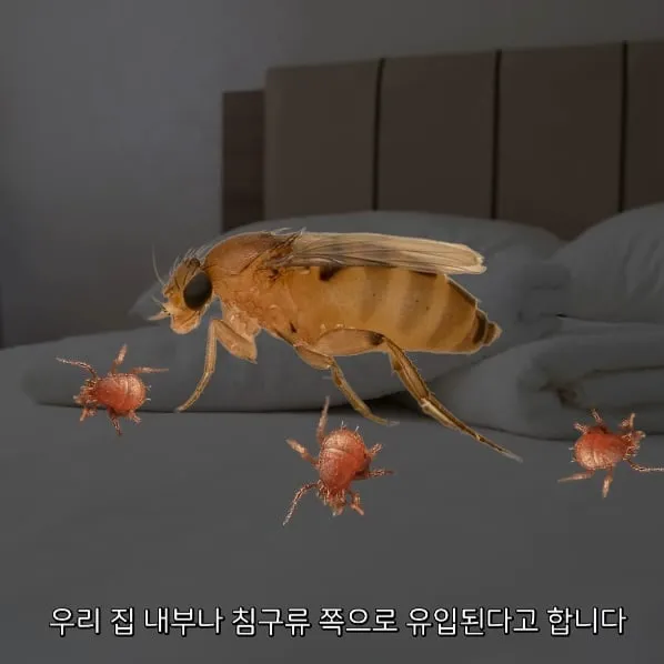 벼룩파리의 불편한 진실 (7/7)