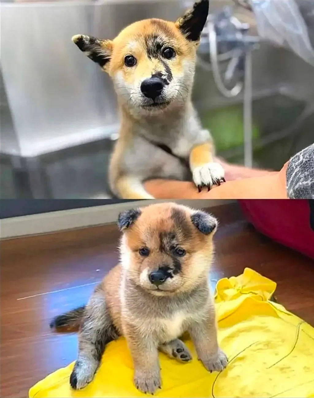 얼굴에 먹칠했다고 욕먹자 오해받던 주인이 공개한 어린 시절 사진 (4/5)