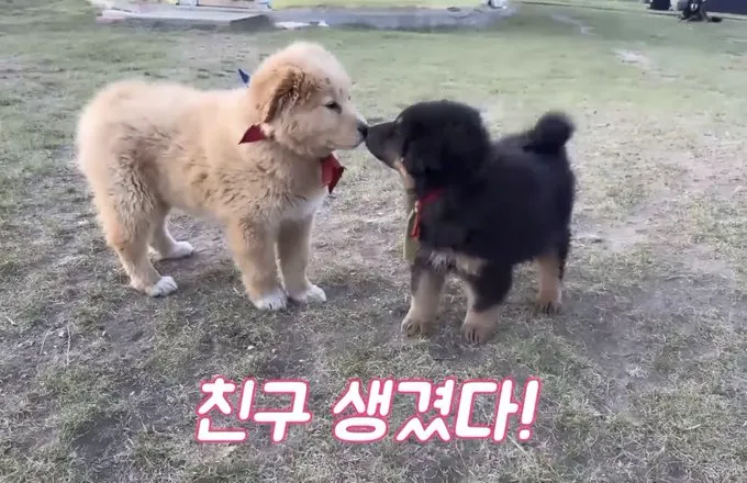 닭갈비 한 대 패주려다 붙잡힌 야옹이. (4/20)