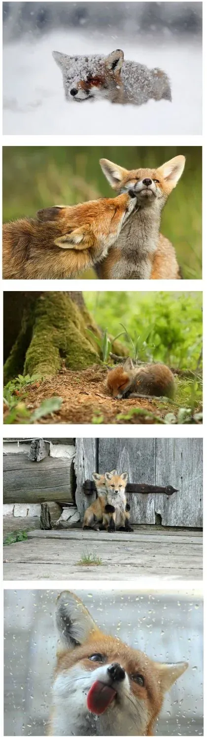 귀염둥이 여우.jpg (2/3)