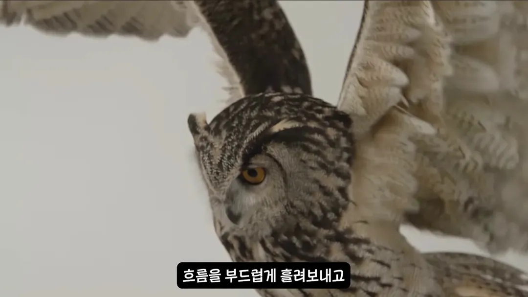 날아다니는 소리가 전혀 안나는 조류.mp4 (4/6)