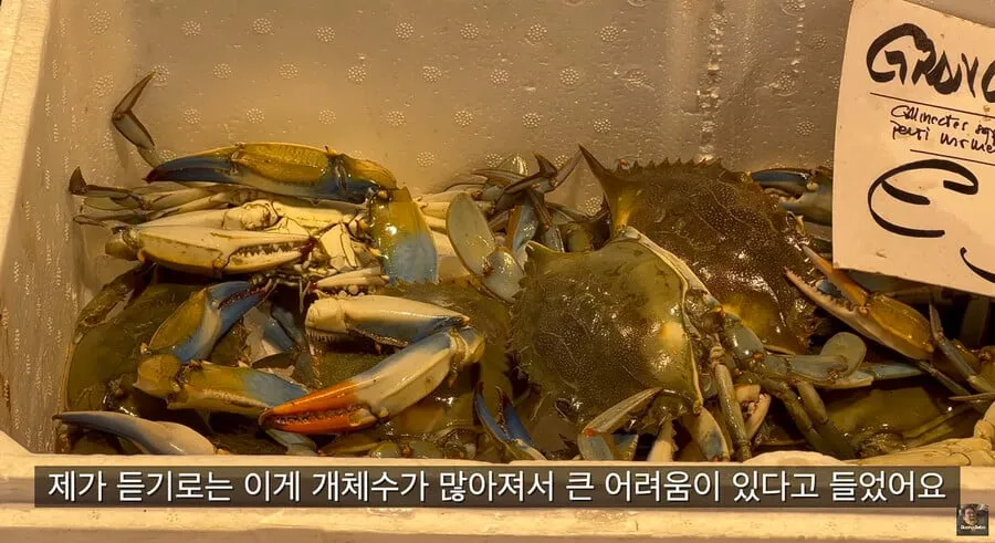 이탈리아에서 난리났다는 청게(블루크랩) 가격.jpg (12/20)